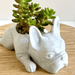 French Bulldog desk planter with succulent, made from resin and designed for small plants, featuring a drainage hole on a wooden surface.